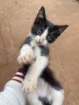 Tom