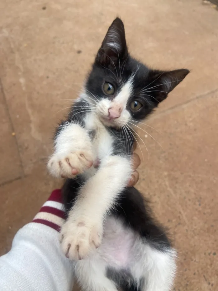Gato raça SRD-ViraLata idade 2 a 6 meses nome Tom