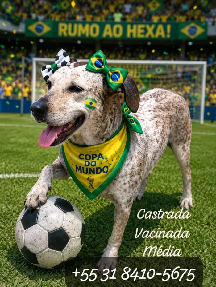 Cachorro raça SRD-ViraLata idade 4 anos nome Pintada 