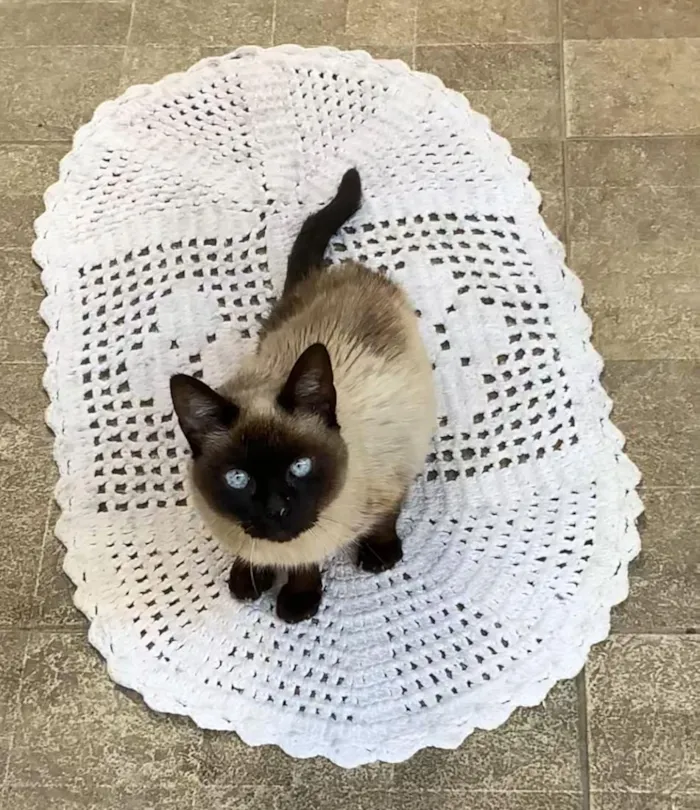 Gato raça Siamês idade 4 anos nome Leona