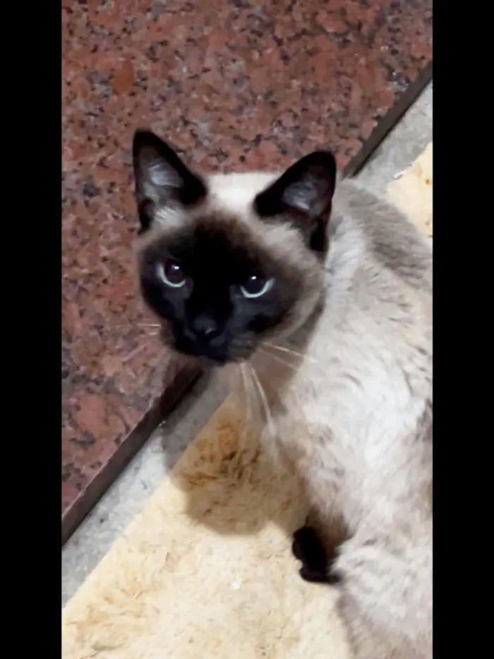 Gato raça Siamês idade 4 anos nome Leona