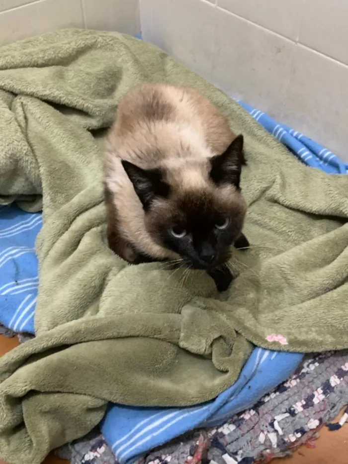 Gato raça Siamês idade 4 anos nome Leona