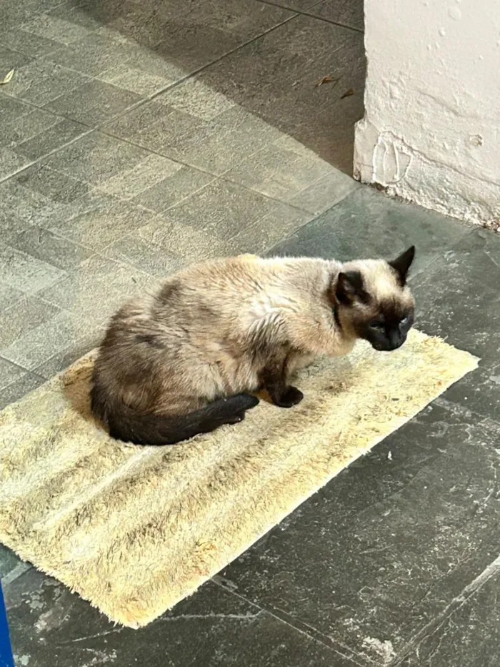 Gato raça Siamês idade 4 anos nome Leona