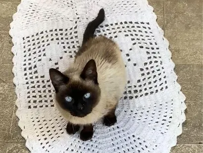 Gato raça Siamês idade 4 anos nome Leona