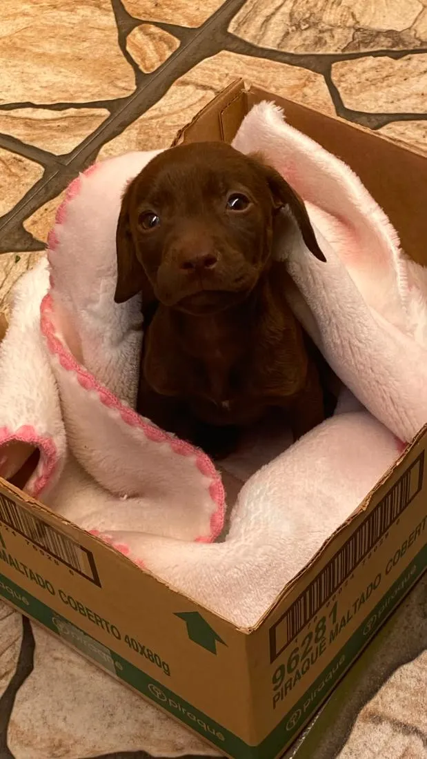 Cachorro raça SRD-ViraLata idade Abaixo de 2 meses nome Thor
