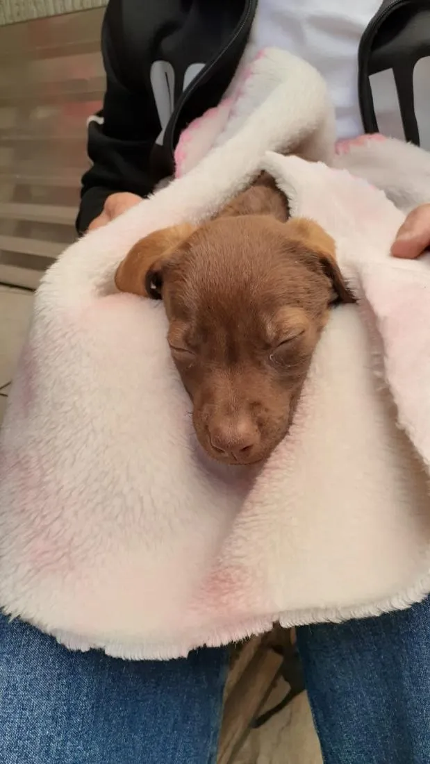 Cachorro raça SRD-ViraLata idade Abaixo de 2 meses nome Thor