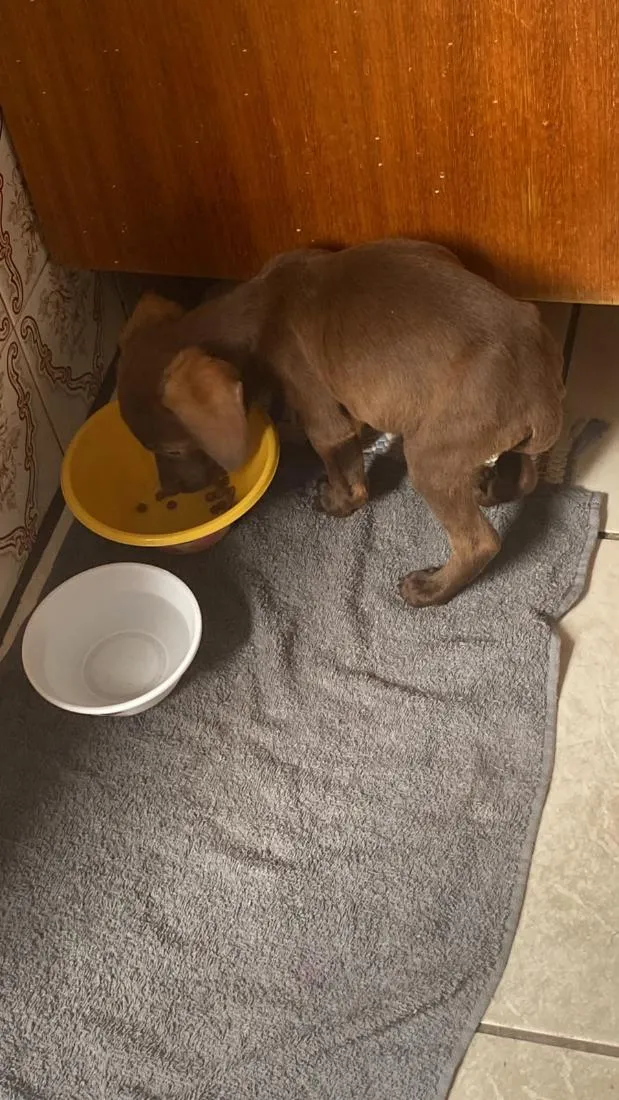 Cachorro raça SRD-ViraLata idade Abaixo de 2 meses nome Thor
