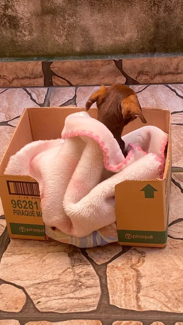 Cachorro raça SRD-ViraLata idade Abaixo de 2 meses nome Thor