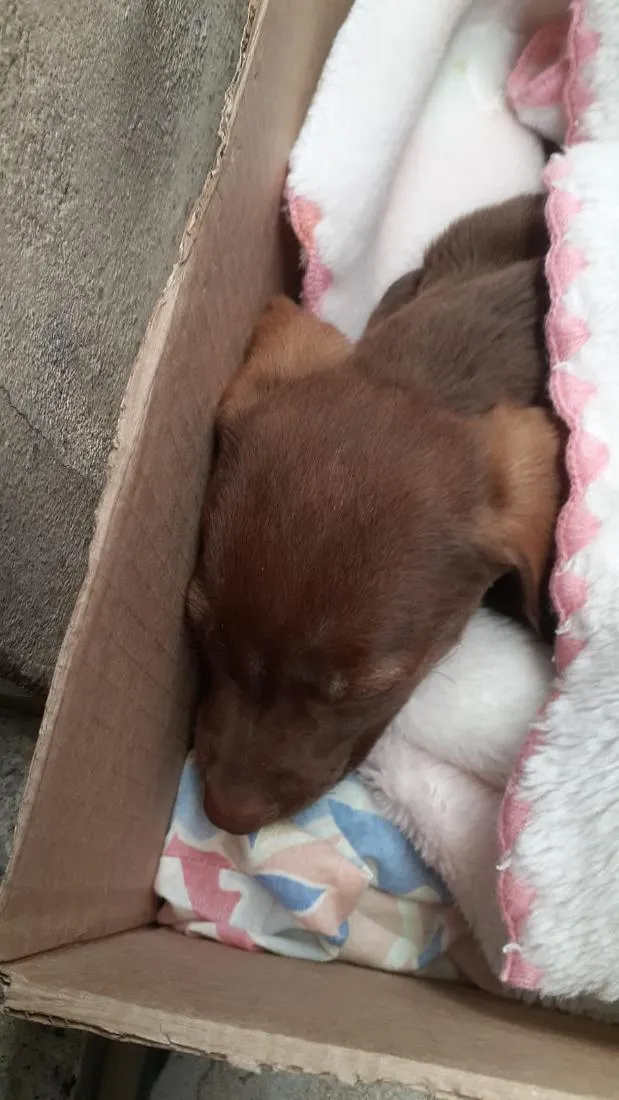 Cachorro raça SRD-ViraLata idade Abaixo de 2 meses nome Thor