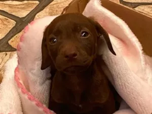 Cachorro raça SRD-ViraLata idade Abaixo de 2 meses nome Thor