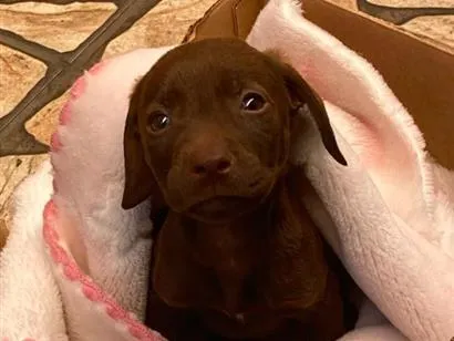 Cachorro raça SRD-ViraLata idade Abaixo de 2 meses nome Thor