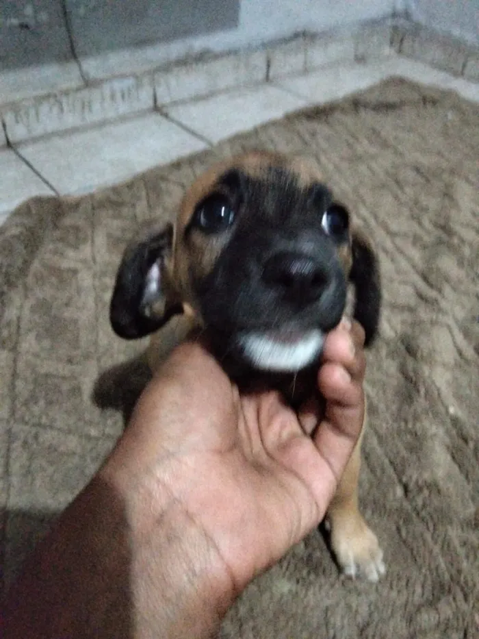 Cachorro raça SRD-ViraLata idade Abaixo de 2 meses nome Luna 