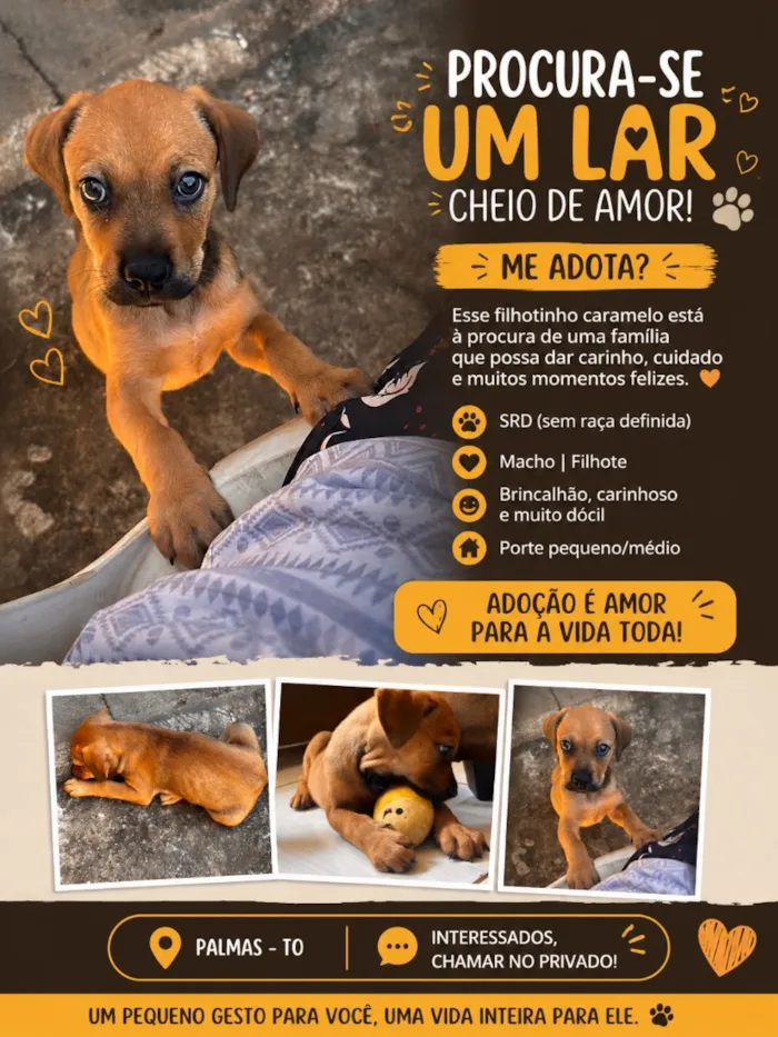 Cachorro raça SRD-ViraLata idade Abaixo de 2 meses nome Caramelo 