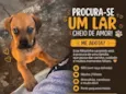 Caramelo 
