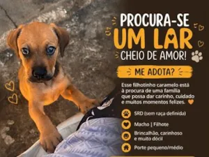 Cachorro raça SRD-ViraLata idade Abaixo de 2 meses nome Caramelo 