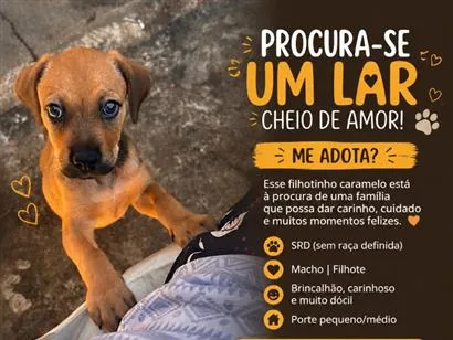 Cachorro raça SRD-ViraLata idade Abaixo de 2 meses nome Caramelo 