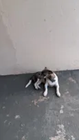 Dora 
