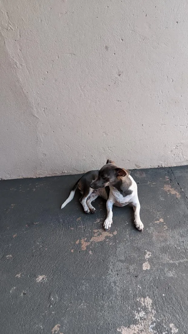 Cachorro raça SRD-ViraLata idade 2 anos nome Dora 
