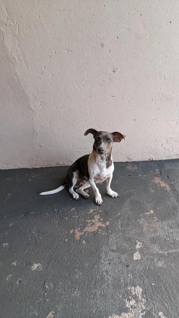 Cachorro raça SRD-ViraLata idade 2 anos nome Dora 