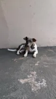 Dora 