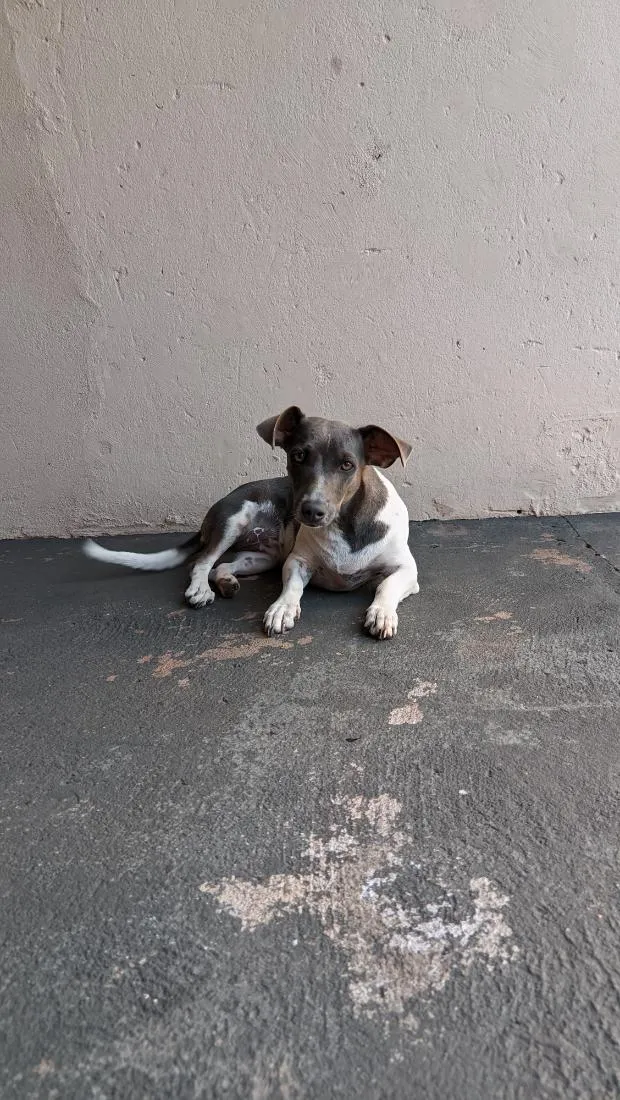 Cachorro raça SRD-ViraLata idade 2 anos nome Dora 