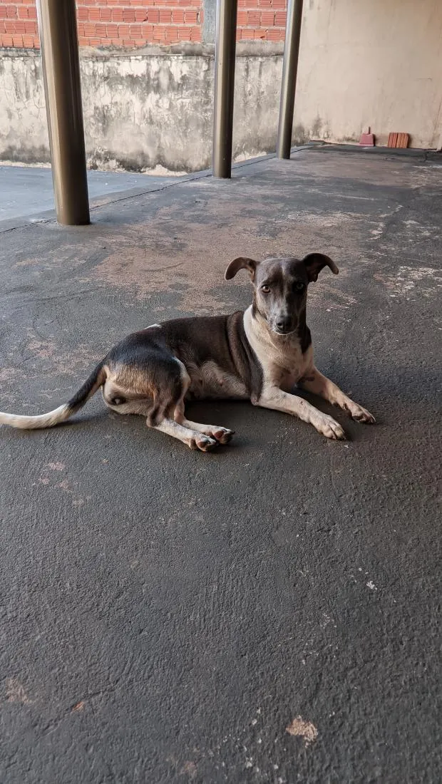 Cachorro raça SRD-ViraLata idade 2 anos nome Dora 