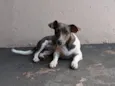 Dora 