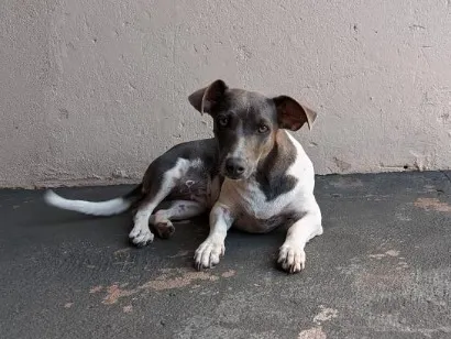 Cachorro raça SRD-ViraLata idade 2 anos nome Dora 