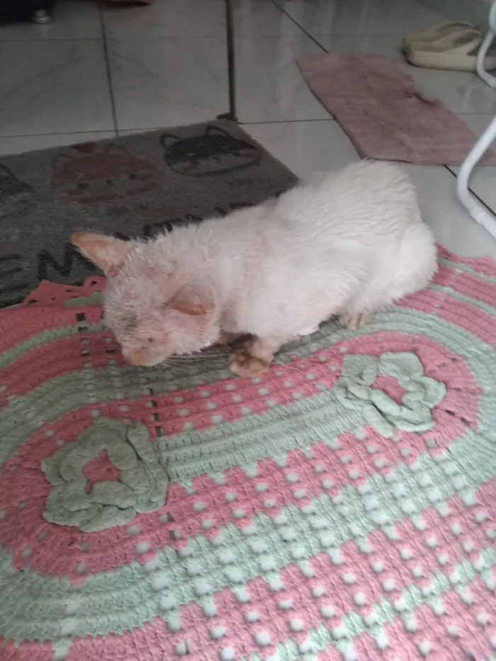 Gato raça SRD-ViraLata idade 3 anos nome Odin