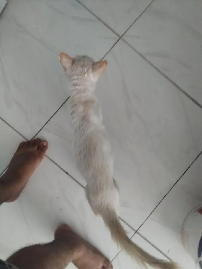 Gato raça SRD-ViraLata idade 3 anos nome Odin