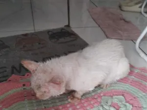 Gato raça SRD-ViraLata idade 3 anos nome Odin