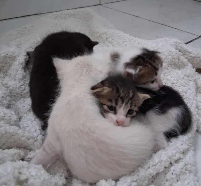 Gato raça SRD-ViraLata idade Abaixo de 2 meses nome Sara franklin