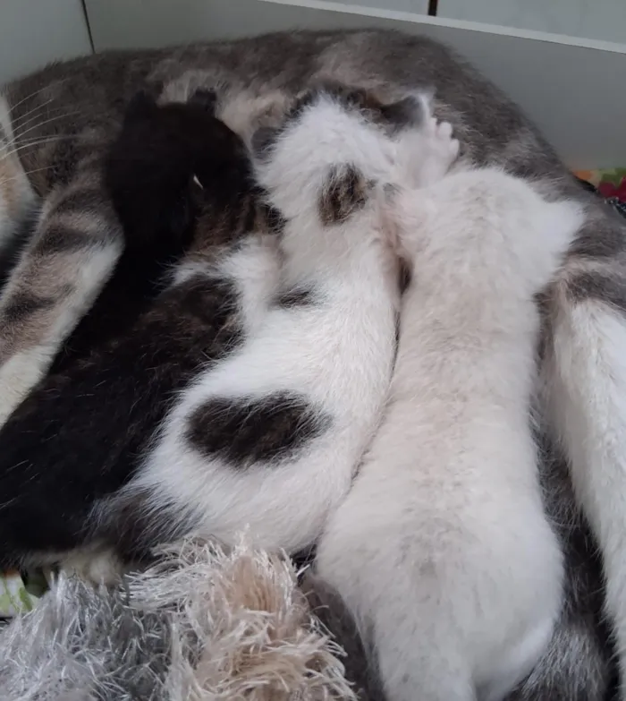 Gato raça SRD-ViraLata idade Abaixo de 2 meses nome Sara franklin