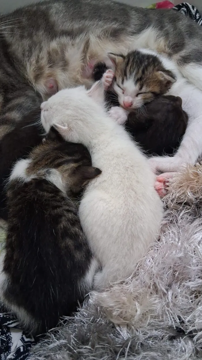 Gato raça SRD-ViraLata idade Abaixo de 2 meses nome Sara franklin