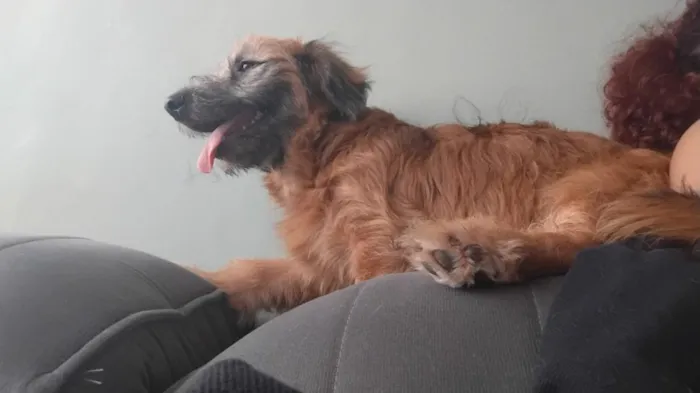 Cachorro raça SRD-ViraLata idade 7 a 11 meses nome Zuma