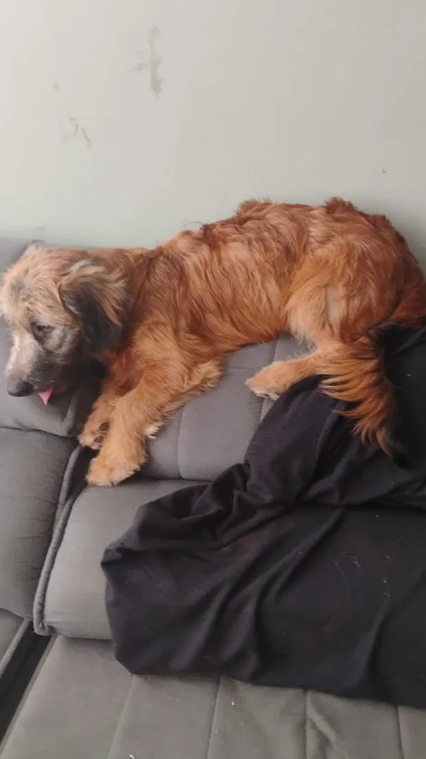 Cachorro raça SRD-ViraLata idade 7 a 11 meses nome Zuma
