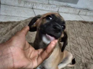 Cachorro raça SRD-ViraLata idade Abaixo de 2 meses nome luna