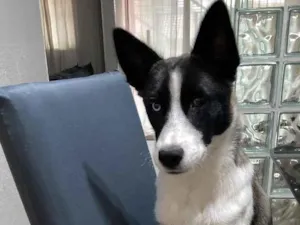 Cachorro raça SRD-ViraLata idade 2 a 6 meses nome Barthô 