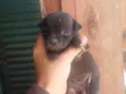 Formiguinha
