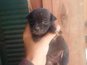 Cachorro raça SRD-ViraLata idade Abaixo de 2 meses nome Formiguinha