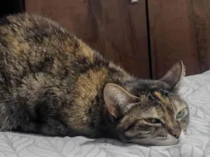 Gato raça SRD-ViraLata idade 6 ou mais anos nome Anitta