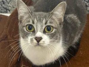 Gato raça Siamês idade 7 a 11 meses nome Zoe