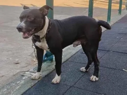 Cachorro raça Pit-Bull idade 3 anos nome nenem