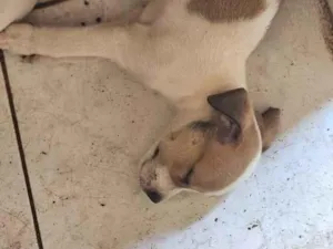 Cachorro raça SRD-ViraLata idade Abaixo de 2 meses nome filhote