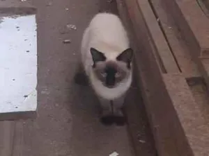 Gato raça Siamês idade 1 ano nome ROZANA
