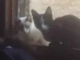 pantera as pretinha 