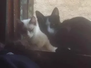 Gato raça SRD-ViraLata idade 2 a 6 meses nome pantera as pretinha 