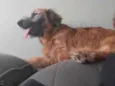 Zuma