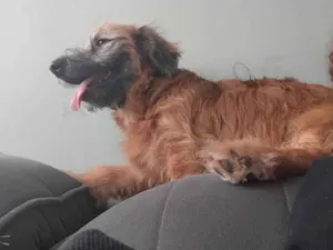 Cachorro raça SRD-ViraLata idade 7 a 11 meses nome Zuma