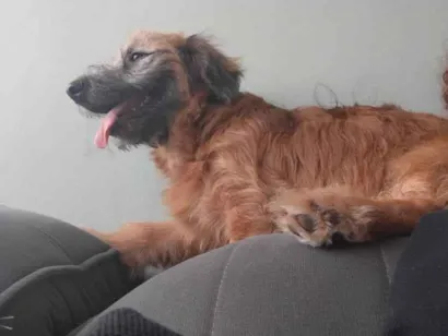 Cachorro raça SRD-ViraLata idade 7 a 11 meses nome Zuma
